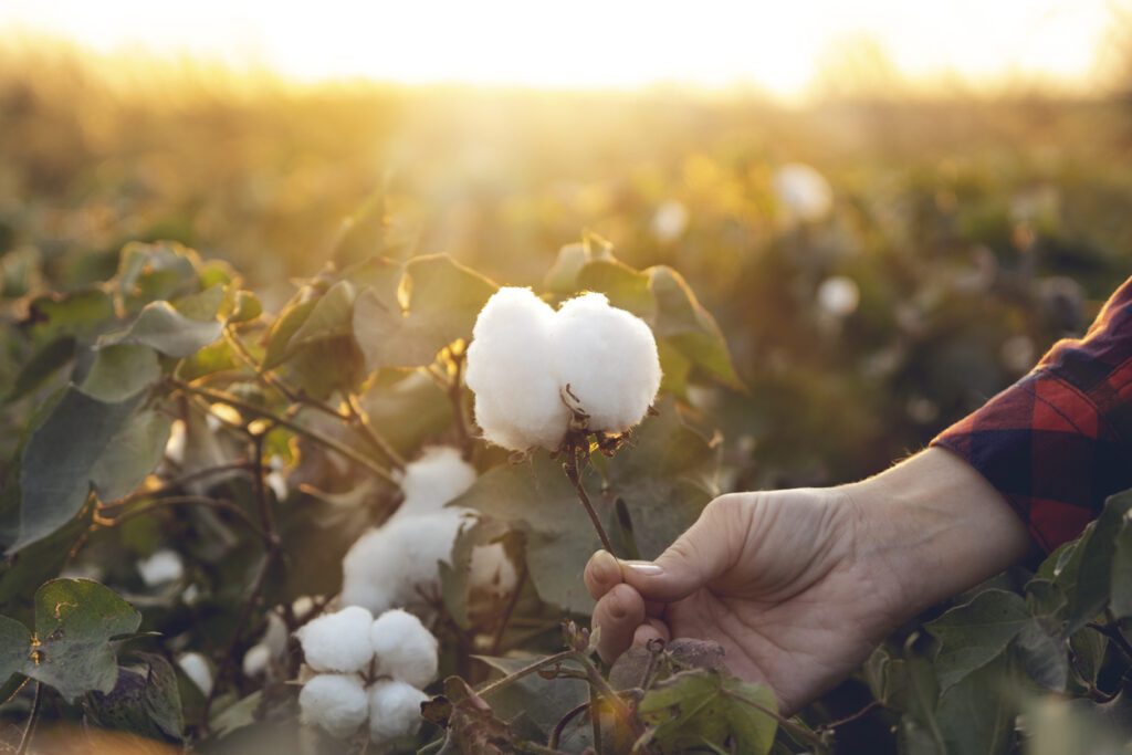 Sustainability of Supima Cotton